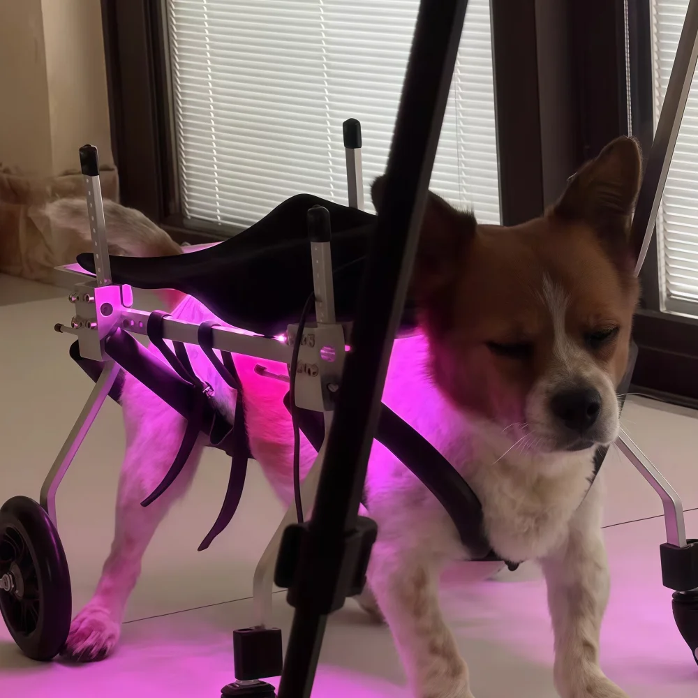 Professional Veterinary Red Light Therapy, LED Device for Dog Joint Pain Relief and Recovery