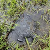 3/6/8 Holes Catch Loach Lobster Mixed Fish Crayfish Catcher Outdoor Fishing Net Cage Plastic Shrimp Trap Cage Easy to Install 2