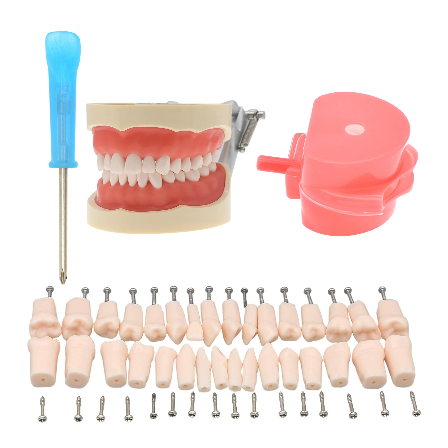 

M8012 Dental Fit Kilgore NISSIN Typodont Model With Removable Teeth 200 Type