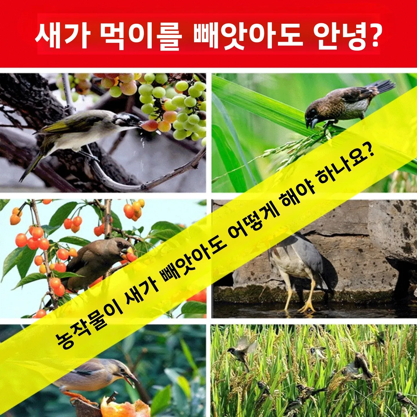 두꺼운 반사 컬러 리본 허수아비 정원용품 (야외 오렌지 과수원, 까마귀 퇴치, 채소밭, 농장용)