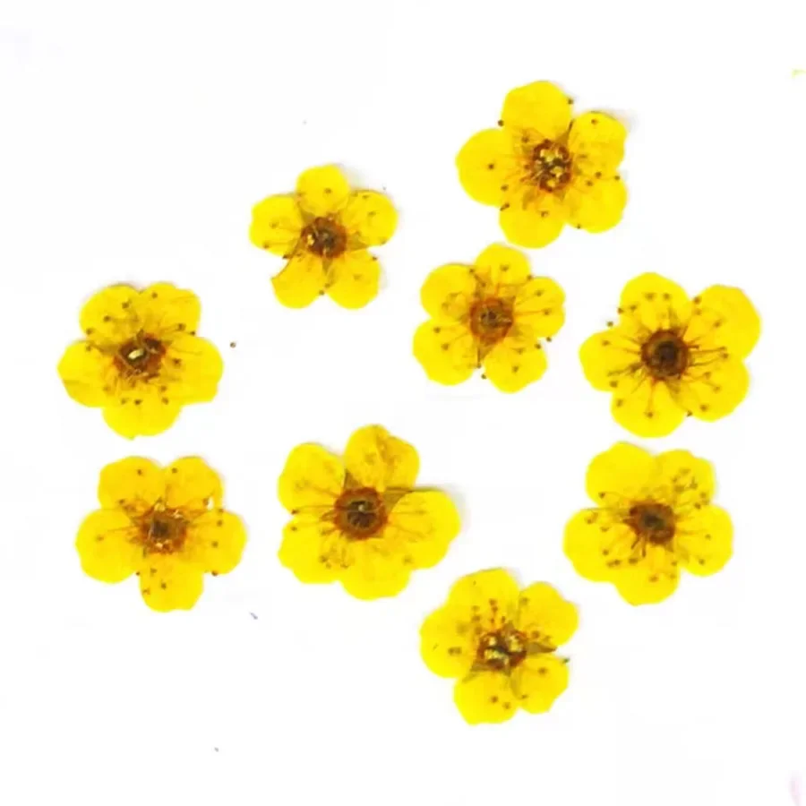 60pcs Mini Pressed Dried Absorbed Cherry Blossoms Flower Plant Herbarium For Epoxy Resin Jewelry Bookmark Postcard Nailart Craft