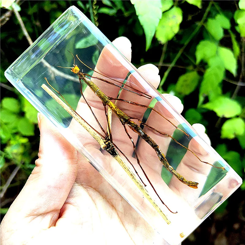 Large Insects Resin Specimen Creative Transparent Real Bugs Animal Ornament Educational Science Specimens Butterfly Specimen