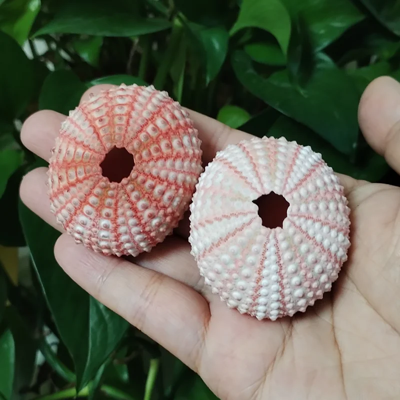 Natural Shell Ornaments Assorted Natural Sea Urchins Colorful Urchin Shells for Air Plants, Craft and Decorations DIY Crafts