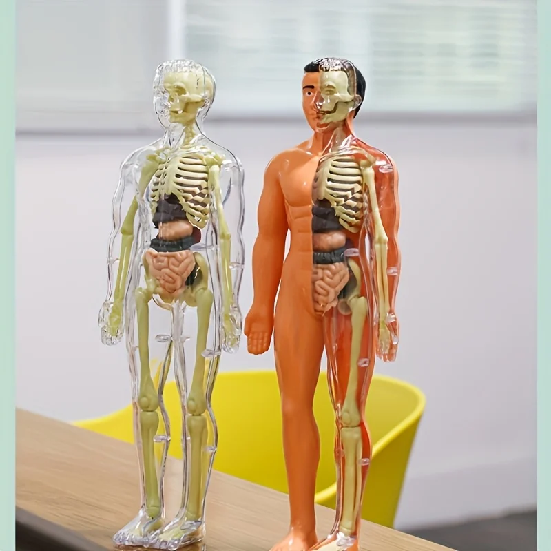 Body Learning Tools Children Cognitive Toys Human Anatomy Model Mannequin Skeleton Organ 3D Puzzle Montessori Kid Education Toys