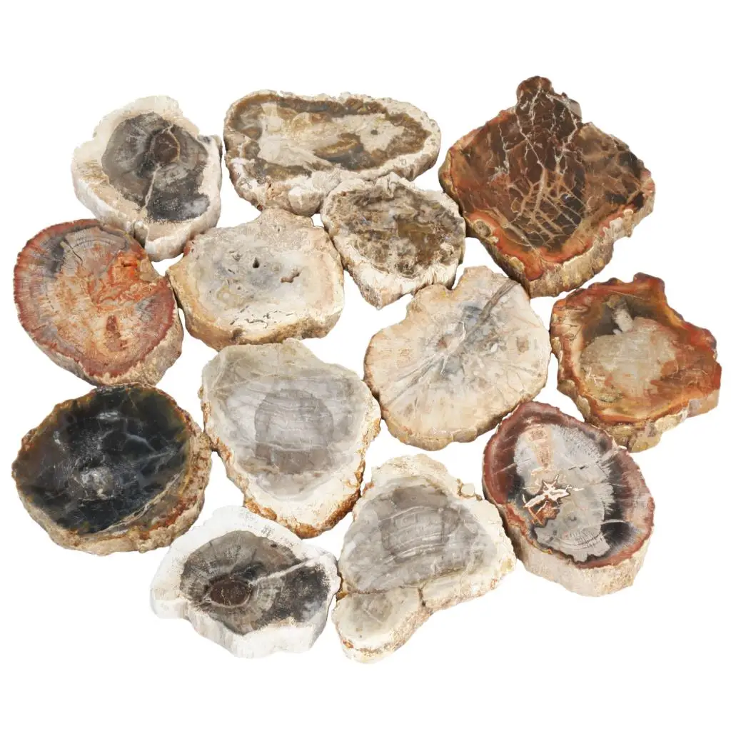 Natural Rough Petrified Wood Stone Slab Specimen Healing Gemstone Minerals Collection For Jewelry Making Home Decor tumbeelluwa 7pcs natural crystal stone slices minerals specimen reiki healing amethyst rock quartz for room decor home ornaments