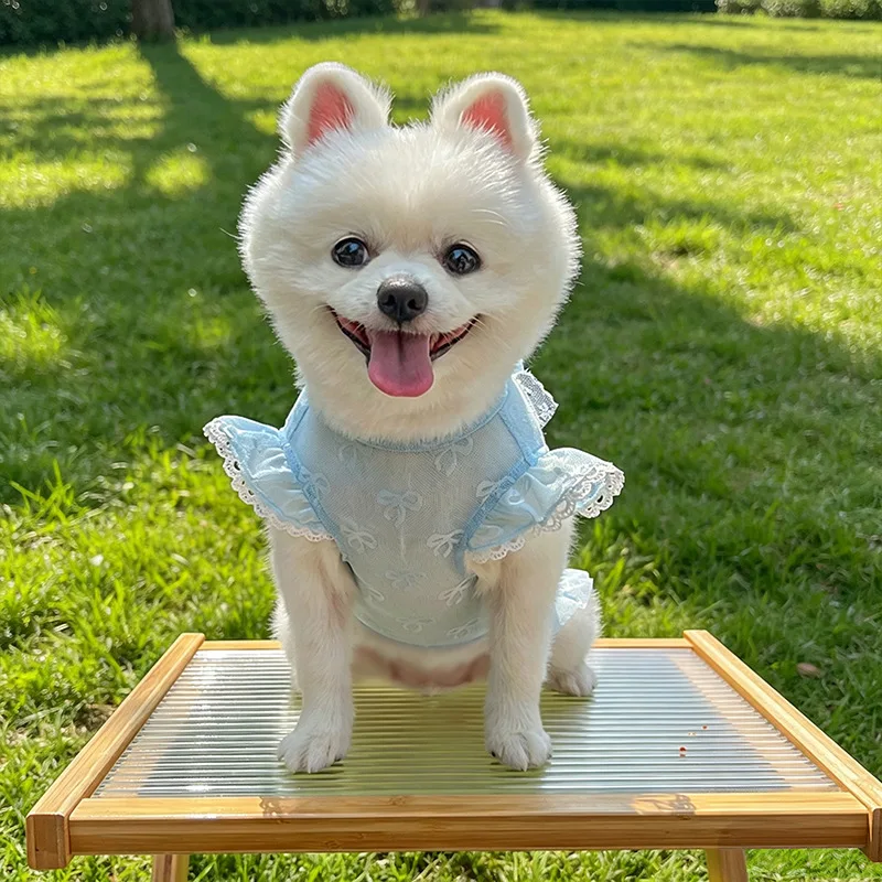 여름용 얇은 후드티, 날개 소매 고양이 강아지 셔츠 의상, 핑크 블루 강아지 새끼 고양이 스웨트셔츠, 소형견 요크셔 테리어용 투명한 강아지 옷