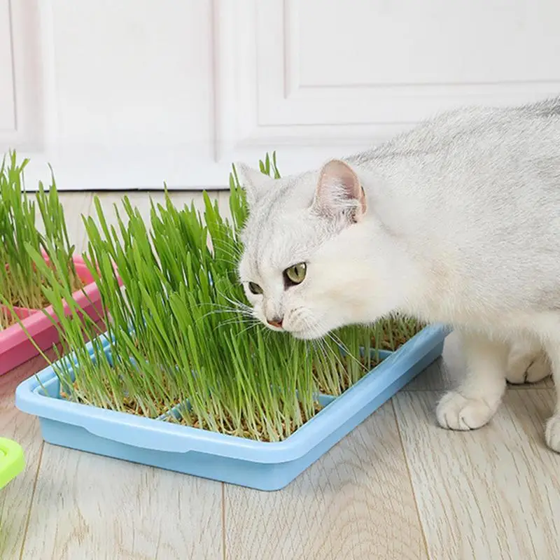 Seedling Sprouter Tray Plant Tray Seedling Tray Propagation Tray Large Capacity Wheatgrass Grower Microgreens & Nursery Tray For 4