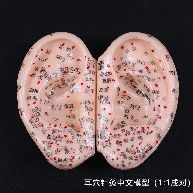 8 Cm Ear Acupuncture Model Auricular Application Ear Acupuncture Points Model  Ear Acupuncture Earpins 2