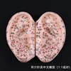 8 Cm Ear Acupuncture Model Auricular Application Ear Acupuncture Points Model  Ear Acupuncture Earpins 2