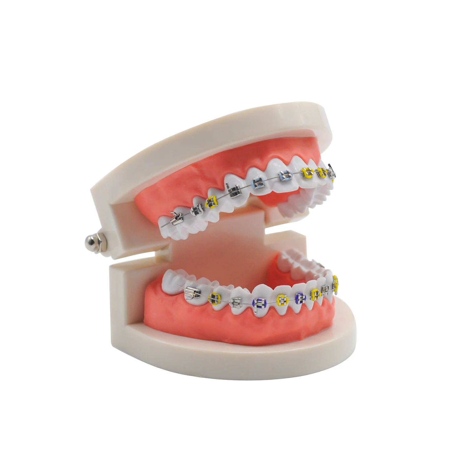 1SetDentalOrthodonticTreatmentModelwithOrthoMetalCeramic