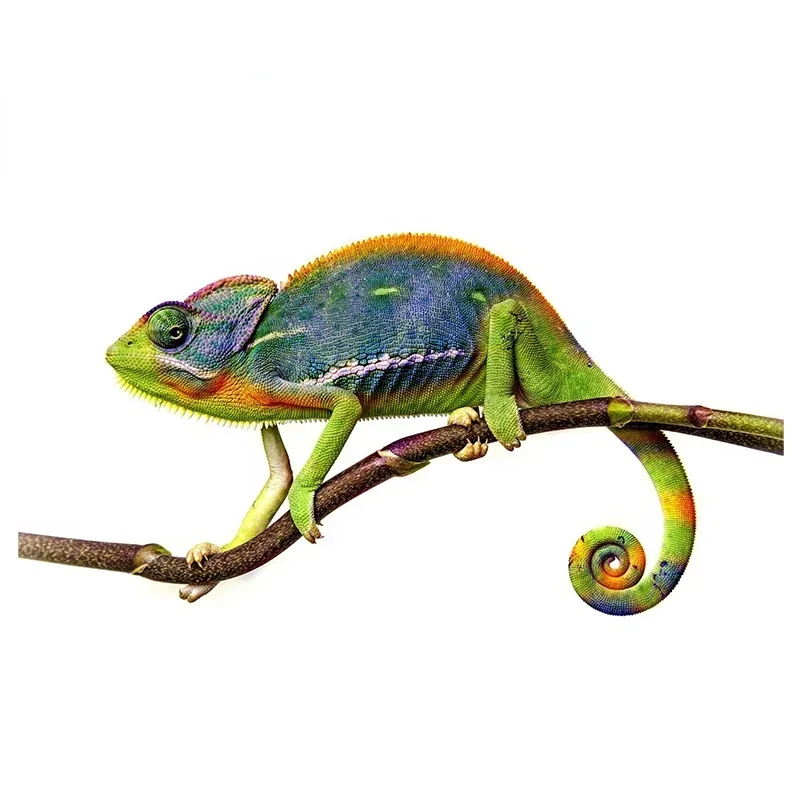 Personality  Character Green Chameleon Car Sticker Vinyl Trim Waterproof Scratch Trim Window Trunk Decal SUV, 10cm