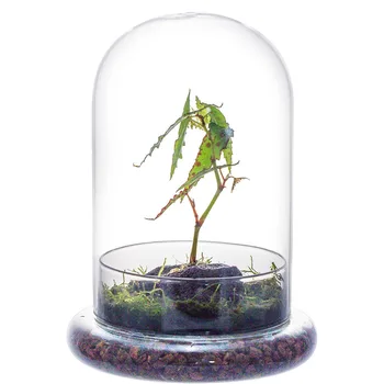 Cupola in vetro con foro d'aria Campana in vetro con base Espositore da tavolo per la casa Contenitore trasparente per terrario per piante, fiori 1
