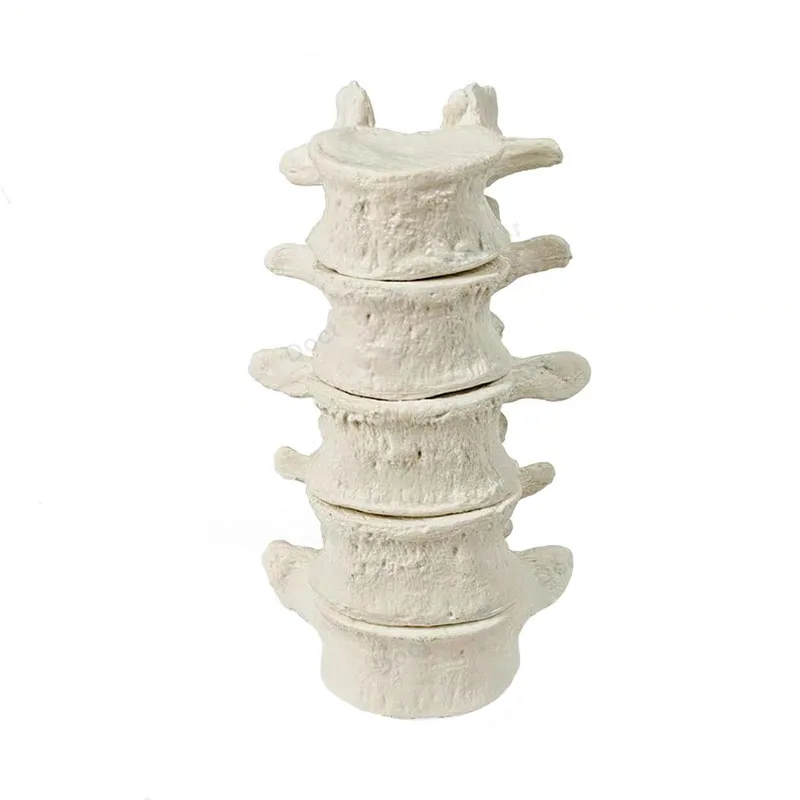 Human Anatomical Spine Model 5