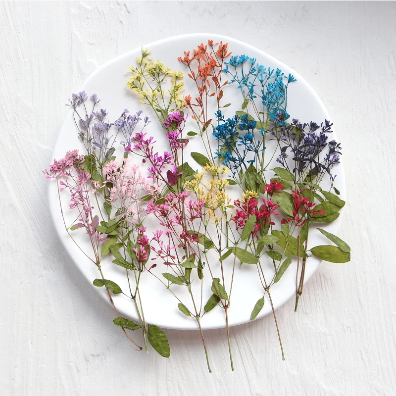 

120pcs Pressed Dried Euphorbia graminea Flower Plant Herbarium For Jewelry Postcard Bookmark Phone Case Invitation Card DIY