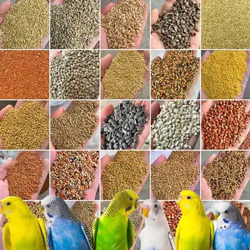 Premium Parrot & Bird Seed Mix 1