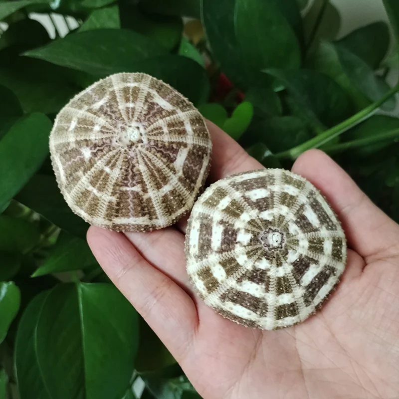 Natural Shell Ornaments Assorted Natural Sea Urchins Colorful Urchin Shells for Air Plants, Craft and Decorations DIY Crafts