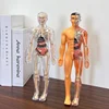 Human Torso Model Children DIY Assembled 3D Puzzle Human with Removable Organ Early Science Education Kid School Medical for Kid 5