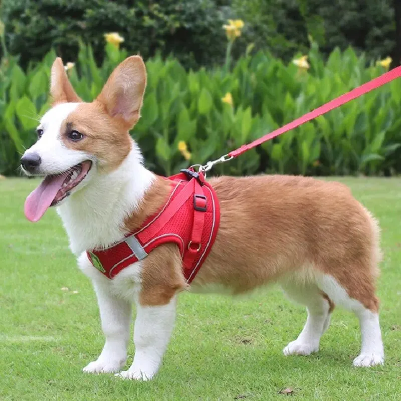 Reflective No-Pull Pet Harness and Leash Set with Breathable Mesh