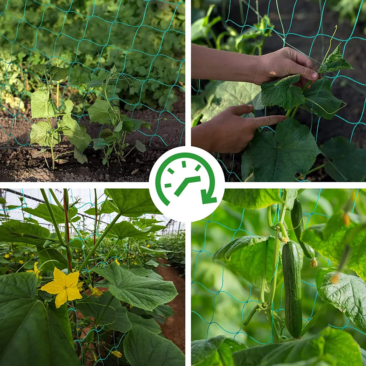 Rete di supporto per piante rampicanti rete per fagioli da giardino