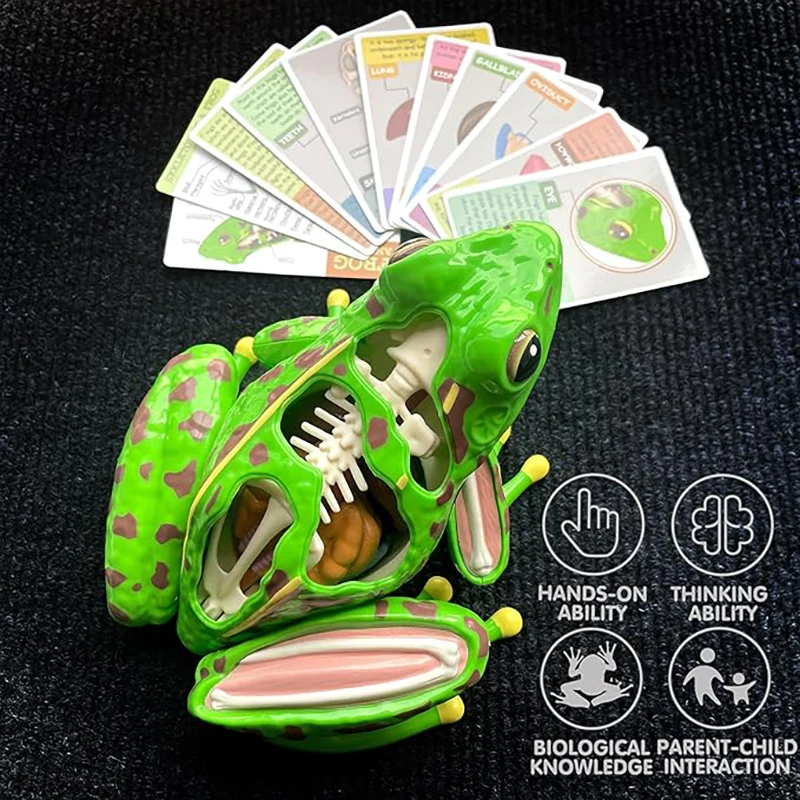 4D Frog Anatomy Model Montessori Toys Detachable Frog Organs STEM Biology Education Teaching Aid Early Learning Toy for Children 6