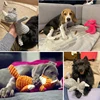 Donkey Dog Squeak Sounding Toy for Small Dogs Cartoon Animals Plush Dog Toy Interact Training Tooth Cleaning Toy Pet Supplies 4
