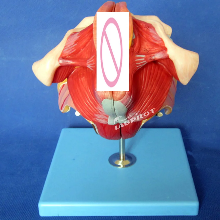 

Female Genital Organs Anatomy Genital Structure Medical Teaching Model