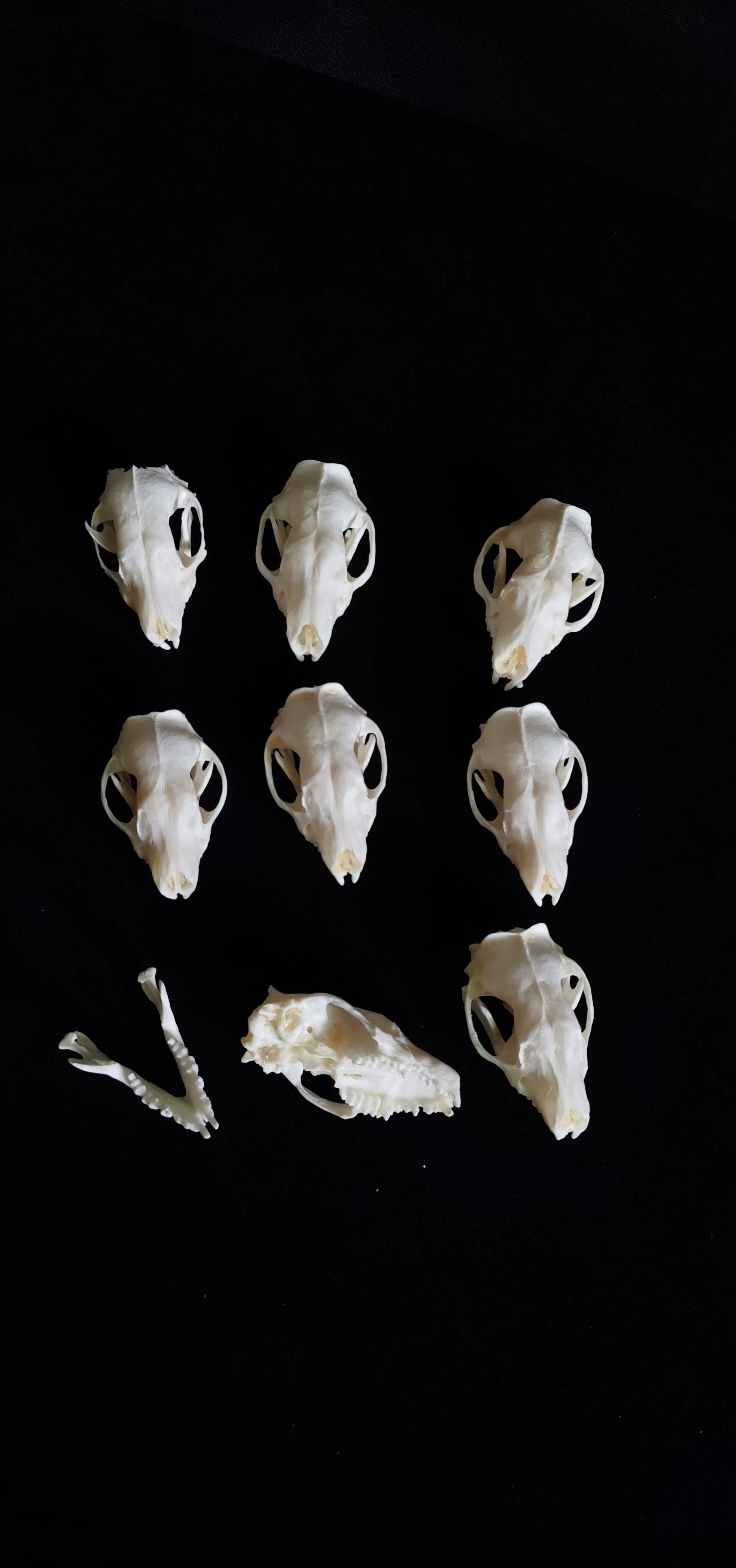 12 Pcs Real hedgehog skulls collectable decoration gift Real animal skulls 