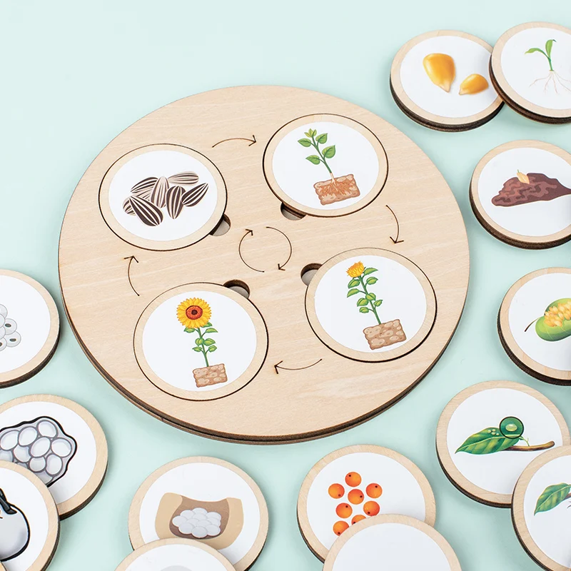 Montessori Life Cycle Board: Interactive Biology and Sensory Education Kit