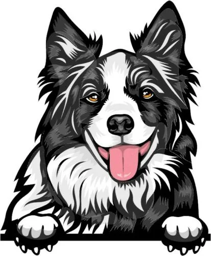 

For BORDER COLLIE Peeking DOG Breed Color Wall Window Laptop Sticker w/pr