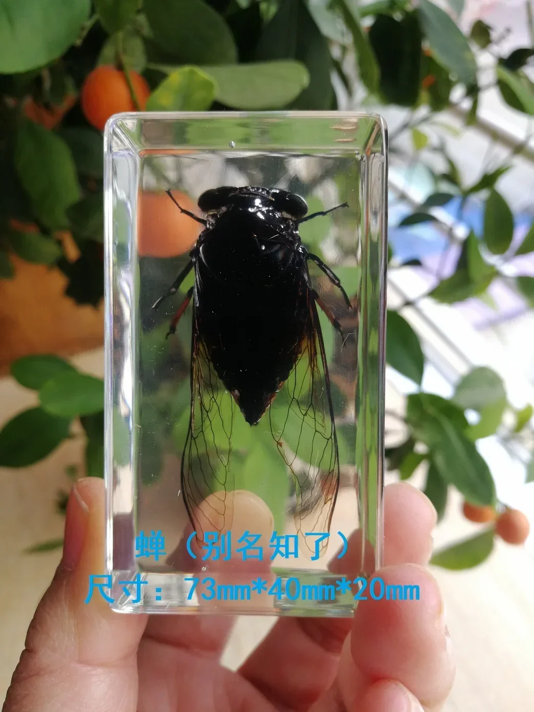 Resin Insect Bug Specimen Taxidermy Epoxy Resin Bug Spiders Beetles Specimen Model Scorpion Insect Crafts Decoration Ornament 6