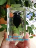 Resin Insect Bug Specimen Taxidermy Epoxy Resin Bug Spiders Beetles Specimen Model Scorpion Insect Crafts Decoration Ornament 6