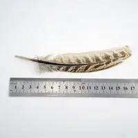 15-18cm Natural Pheasant Feathers 5