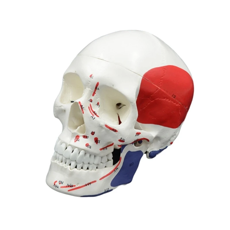 

Human Skull Model Human Head Skeleton Anatomy Model, Life Size Anatomical Skeleton Head Model Medical Teaching Aids
