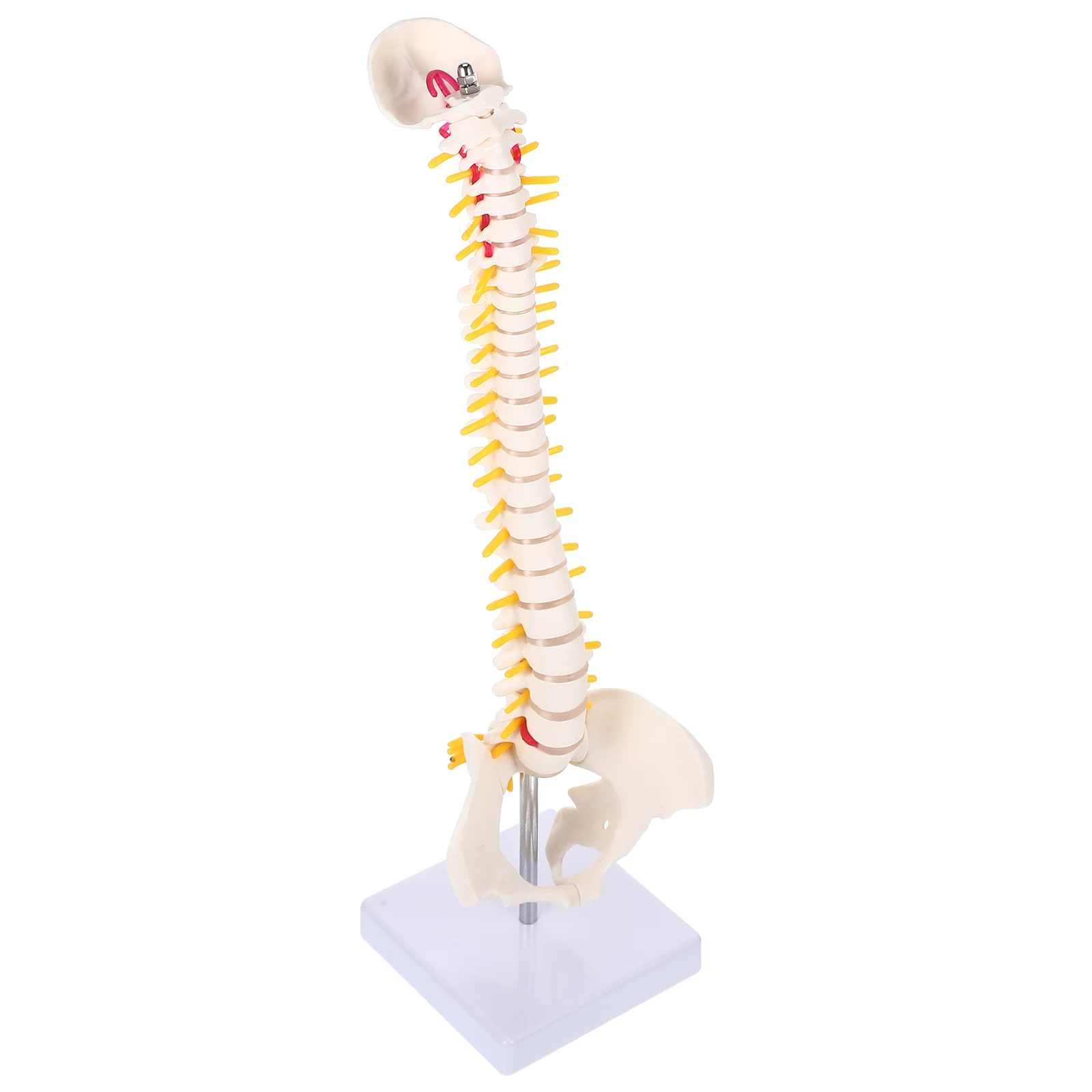 Pvc Spine Model For Practice Anatomy Education Vertebral Column Replica With Nerve Roots Spinal Arteries Intervertebral Discs