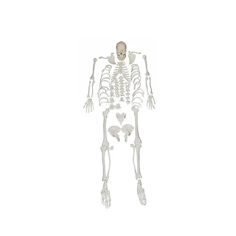 

PVC Material Human Disarticulated Skeleton Model Include Skull Anatomy Life Size Medical Model
