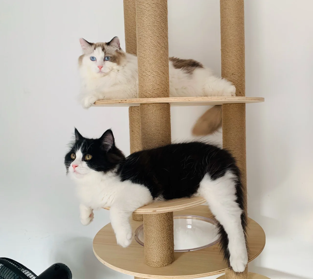 Floor to Ceiling Cat Tree House Multi-layer Cat Tower Condo With Cat Scratching Posts Adjustable Height Pet Cat Activity Center