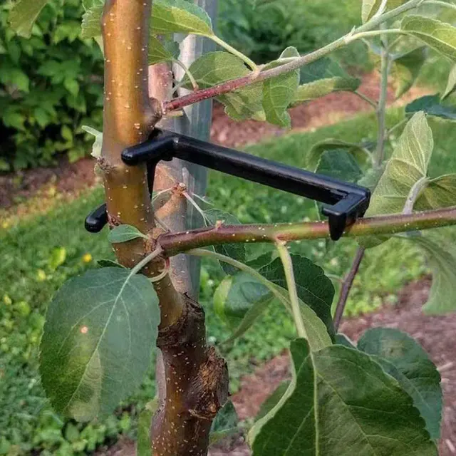 Kerti Gyümölcsfa Ág Végtag -Elterjedője A Növény Növekedése Központi Szárból. Nagyszerű Teherhordó Támasz Lábszögek Terjedéséhez - Image 3