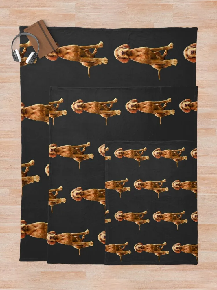 Wirehaired Vizsla-���� �� ������ ��� ���� ���� ��� �ʴ��� ���