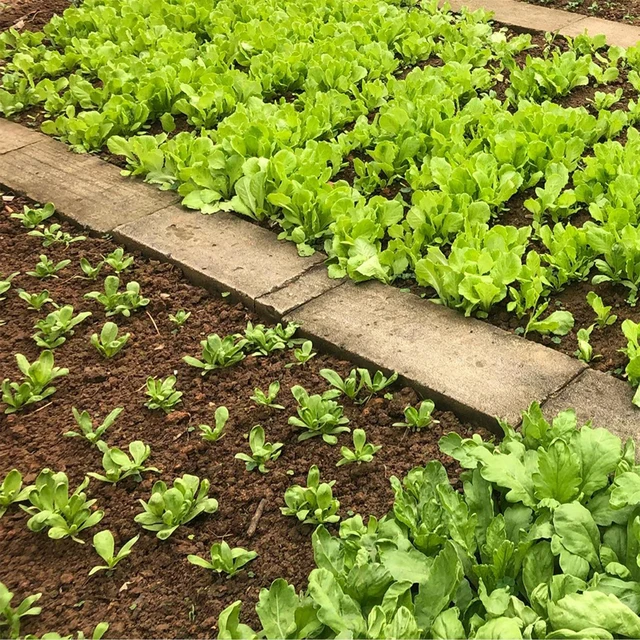 Színes Négyzetlábú Kertészeti Sablon Tartós Hosszú Távú Használatra Otthoni Kellékek - Image 4