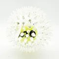 Pear Blossom White