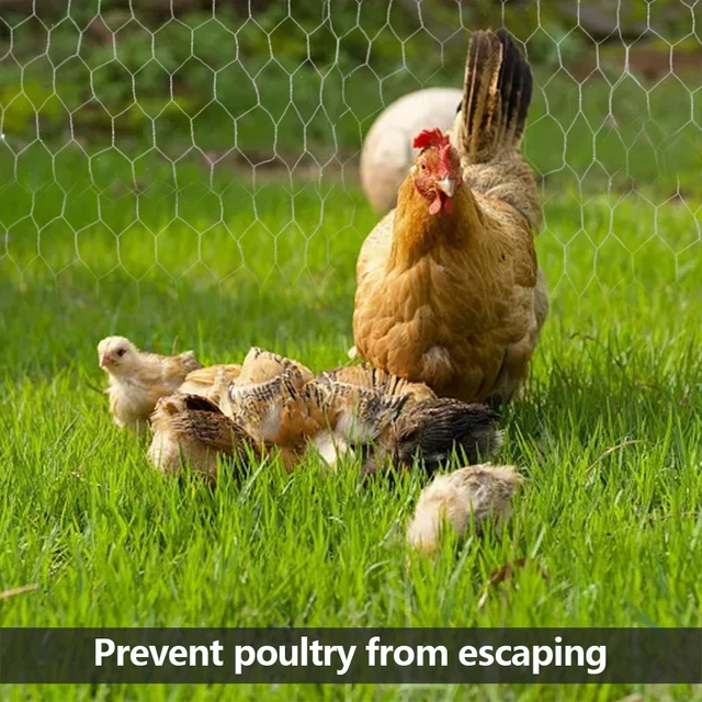 Metal Wire Netting Chicken Rabbit Poultry Fence Netting Crop Protection Net Hexagonal Galvanized Mesh for Garden Courtyard Farm 5
