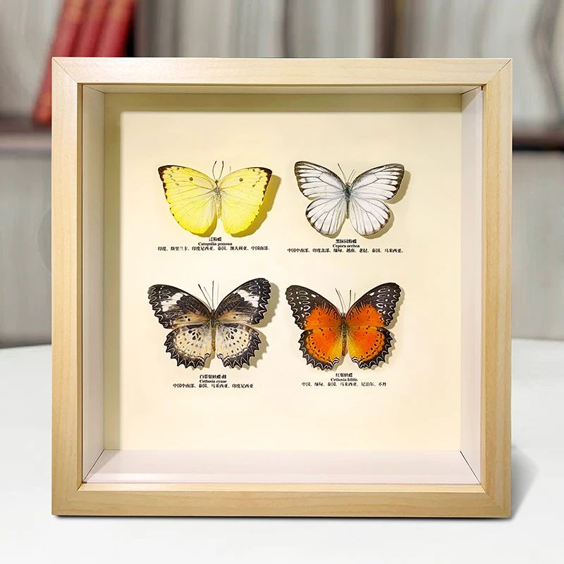 Os espécimes reais do inseto da borboleta decoram a pintura