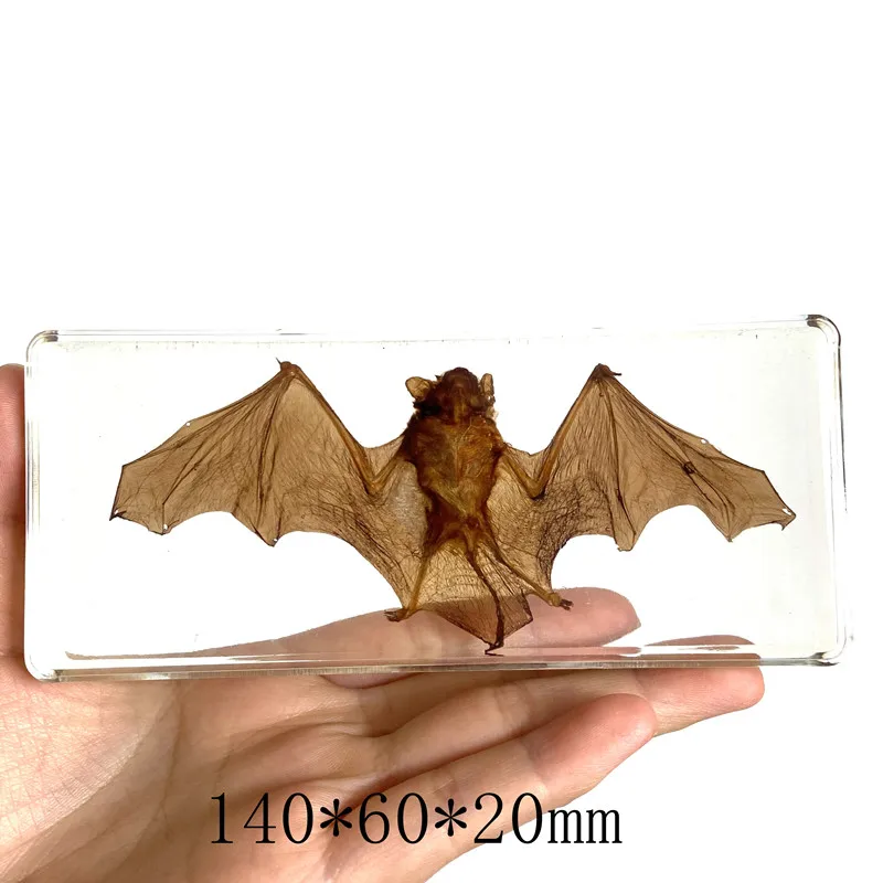 Bat specimen animal paperweight bat Taxidermy Collection embedded In Clear Lucite Block Embedding Specimen 