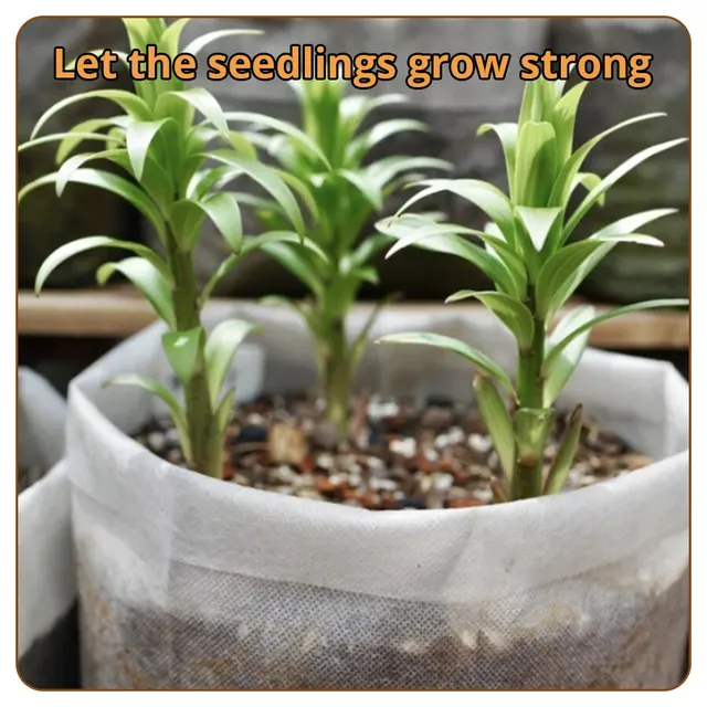 100Db Nem Szőtt Biológiailag Lebontható Növények Óvodás Táskák Vetőzsákok Otthoni Kerti Üvegházak Készletek - Image 5