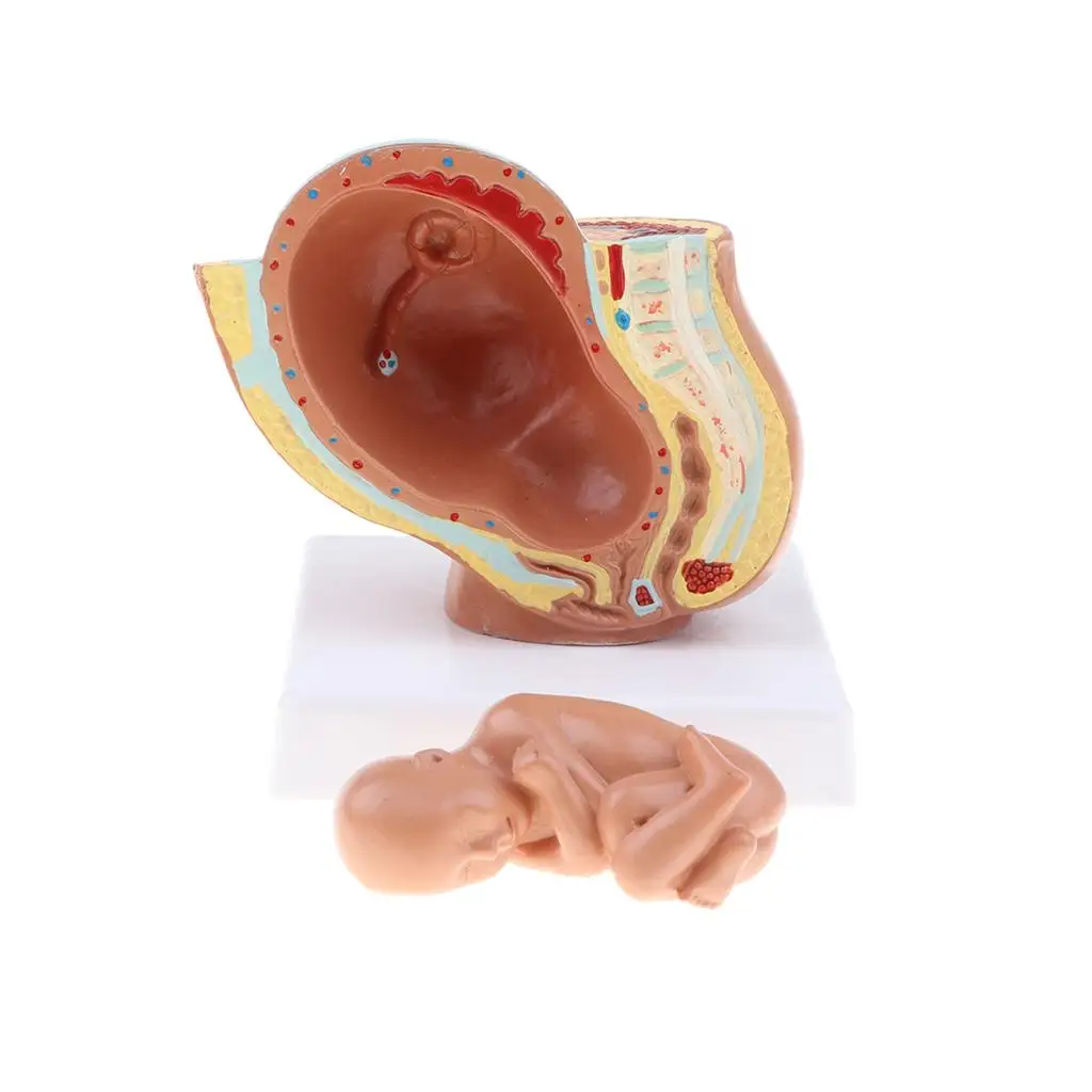 9th Month Baby Fetus/Foetus  Model Embryonic Development 3