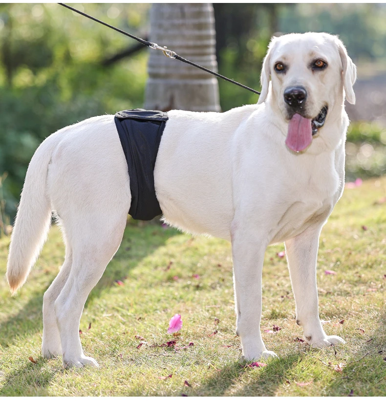 Waschbare Wiederverwendbare Hundewindel Für Rüden Aus Graphen_voghion.com