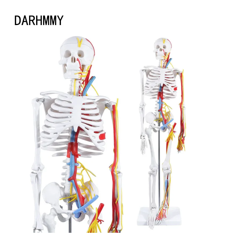 

Анатомическая модель DARHMMY 1/2, натуральный размер, 85 см, человеческий скелет, включая нервные кровеносные сосуды, Обучающие медицинские ресурсы для сердца