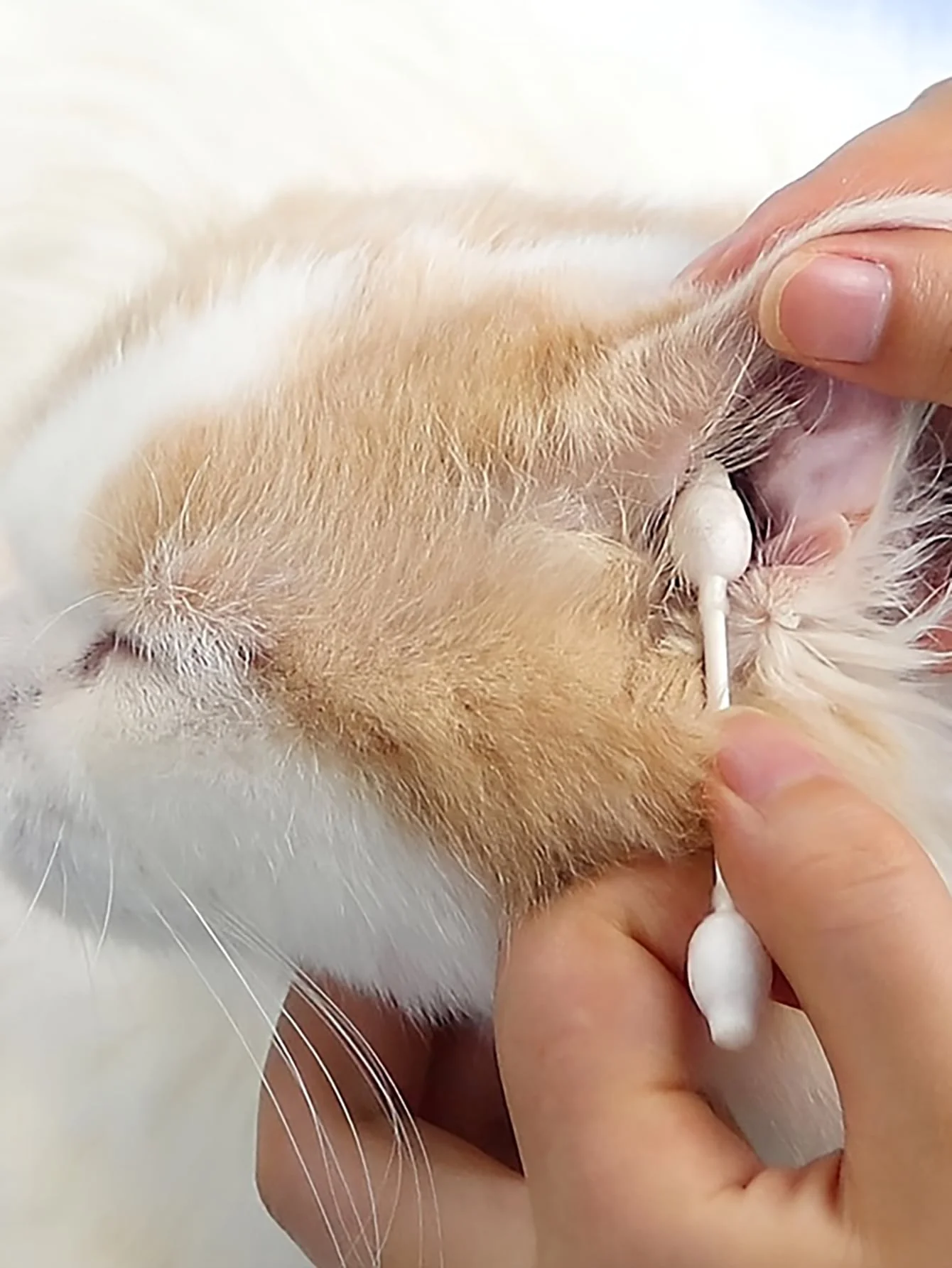 Goutou Pet Ear & Eye Cotton Swab Double Headed Gourd Tip Cats & Dogs