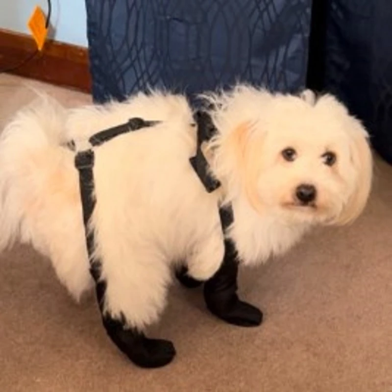 

Y1UB Breathable Dog Boot Heat for Protecting Paws Dog Booties Dog Shoes for Durable Anti-Dirty Straps Non-Slip