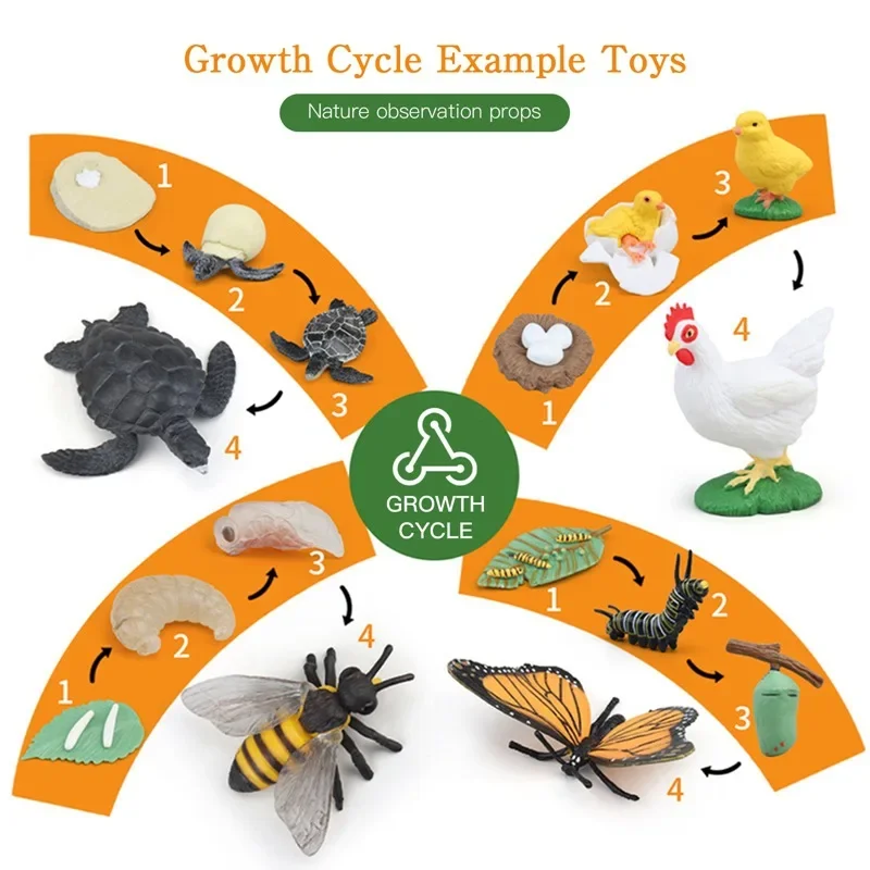 Children Simulation Biology Model Toy Animal Plant Life Growth Cycle Montessori Children Toys Set Teaching Aids Educational Toys 3